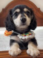 [LLP-0003] Longhaired Dachshund đực