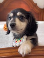 [LLP-0003] Longhaired Dachshund đực - Ảnh 2