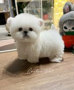 [LLP-0001] Mini Bichon đực