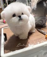 [LLP-0001] Mini Bichon đực - Ảnh 2