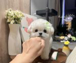 [LLP-0002] Mini Bichon cái