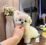 [LLP-0002] Mini Bichon cái - Ảnh 2