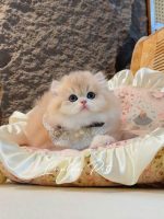 [LLP-0008] Persian cái