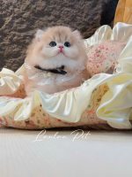 [LLP-0008] Persian cái - Ảnh 4