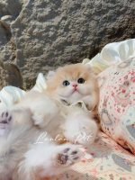 [LLP-0008] Persian cái - Ảnh 2