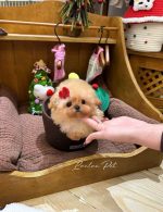 [LLP-0006] Teacup Poodle cái