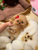 [LLP-0006] Teacup Poodle cái - Ảnh 2