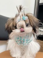 [LLP-0004] Shihtzu cái