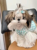 [LLP-0004] Shihtzu cái - Ảnh 3
