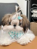 [LLP-0004] Shihtzu cái - Ảnh 2