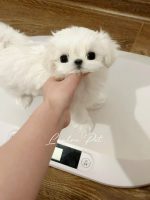 [LLP-0009] Teacup Maltese cái - Ảnh 3