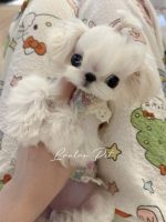 [LLP-0009] Teacup Maltese cái - Ảnh 2