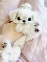 [LLP-0009] Teacup Maltese cái