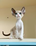 [LLP-0005] Devon Rex cái - Ảnh 2