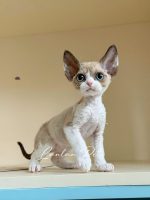 [LLP-0005] Devon Rex cái